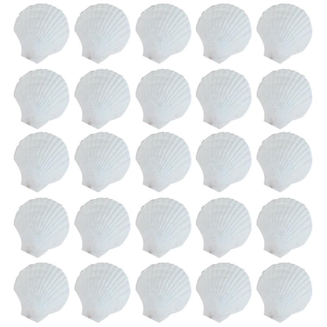 25pcs Natural Scallop Shell, For Handmade Diy Production Handmade Diy Coloring Shell