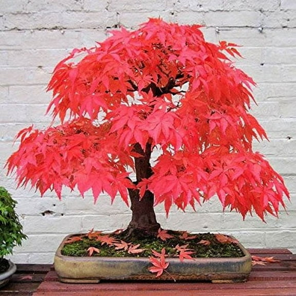 YYXIANG 100% True Japanese Red Maple Tree Seeds Garden Bonsai Beautiful Indoor Potting Plant 30 Seeds Pack Bonsai…