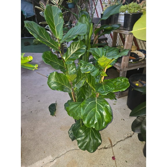 Fiddle-leaf fig Tree Elegant, 8 inch pot, 3.5 tf tall- Get similar