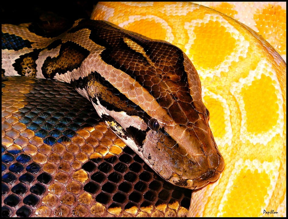 Laminated Poster Snakes Snake Python Black Yellow Animal Poster