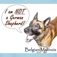 thumbnail image 3 of CafePress - I'm Not A German Shepherd! Women's Light T Shirt - Women's Classic T-Shirt, 3 of 4