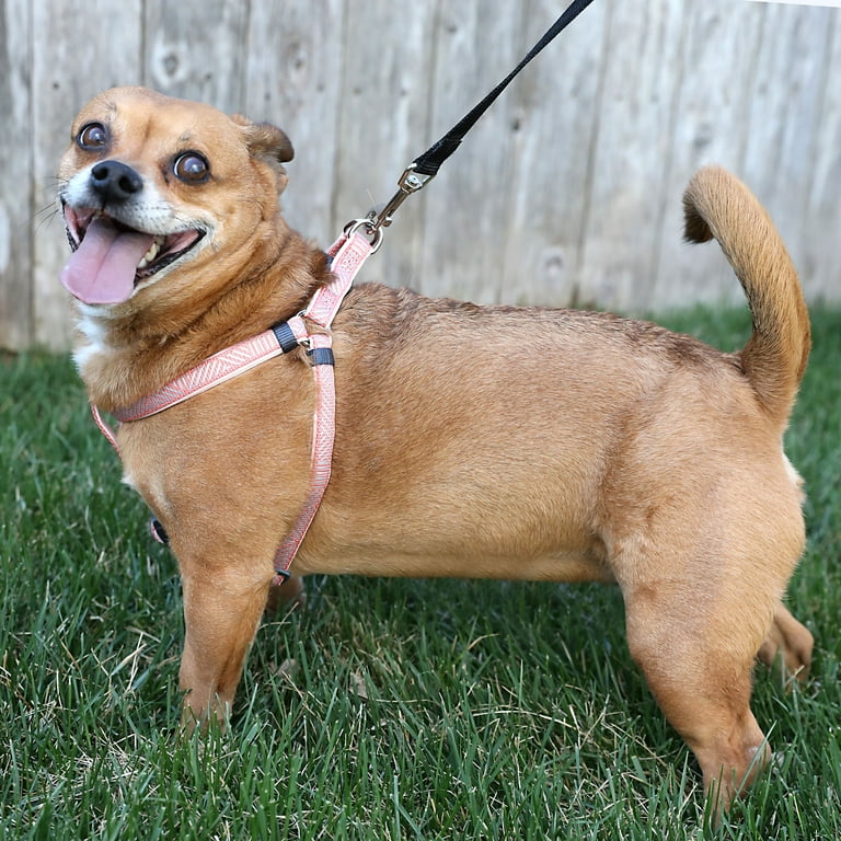 Salmon pink collar