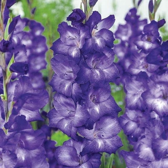 Blue Isle Gladiolus Bulbs for Planting (10 Bulbs)