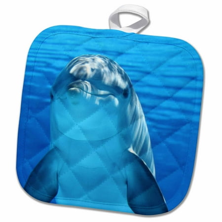 

3dRose Blue Dolphin in the Sealife - Pot Holder 8 by 8-inch