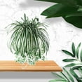thumbnail image 3 of Bobasndm Artificial Chlorophytum Silk Flowers, Flowers Spider Plant Fake Greenery Faux Plant Hanging Basket Ivy Green Leaves Wall Hanging Plants for Home Garden Office Wedding Decoration, 3 of 6