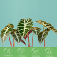 thumbnail image 7 of American Plant Exchange Alocasia Polly, African Mask Plant, Live Houseplant, 6-Inch Pot, Deep Purple Foliage, Perfect for Gifting, 7 of 7