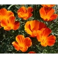 thumbnail image 3 of Mikado California Poppy Seeds - Eschscholzia californica, Non-GMO, 500 Seeds, Vibrant Annual Flower for Gardens & Wildflower Meadows, 3 of 5