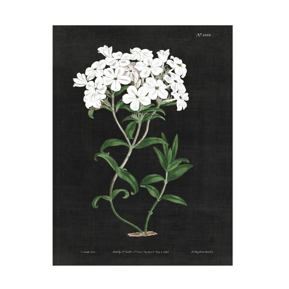 Wild Apple Portfolio 'White Botanical on Black Chart VI' Canvas Art