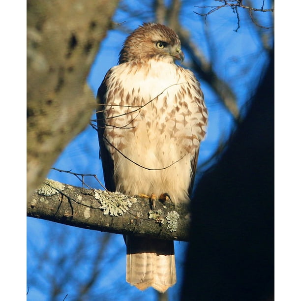 Raptor Wildlife Hawk Sharp Shinned Bird Mean 20 Inch By 30 Inch Laminated Poster With Bright 