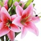 thumbnail image 3 of Xiao Hua Juego de 5 flores de lirio artificiales con un toque realista, ideal para bodas, fiestas, jardines y decoración de oficinas. Flores de lirio artificiales, color rosa intenso., 3 of 5