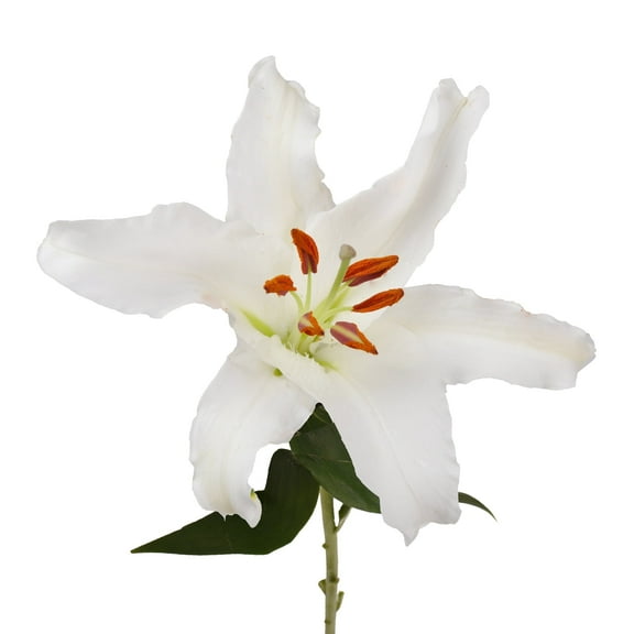 Bloomingmore - Oriental Lillies - White Fresh Flowers, 60 Stems