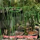 thumbnail image 5 of Estacas de soporte para plantas trepadoras Soporte para plantas altas Jaula Rin-g para plantas de ja CACAGOO S/pieza, 5 of 6