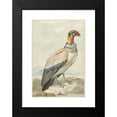 thumbnail image 2 of Aert Schouman 11x14 Black Modern Framed Museum Art Print Titled - Koningsgier (Sarcoramphus Dad) (1758), 2 of 5