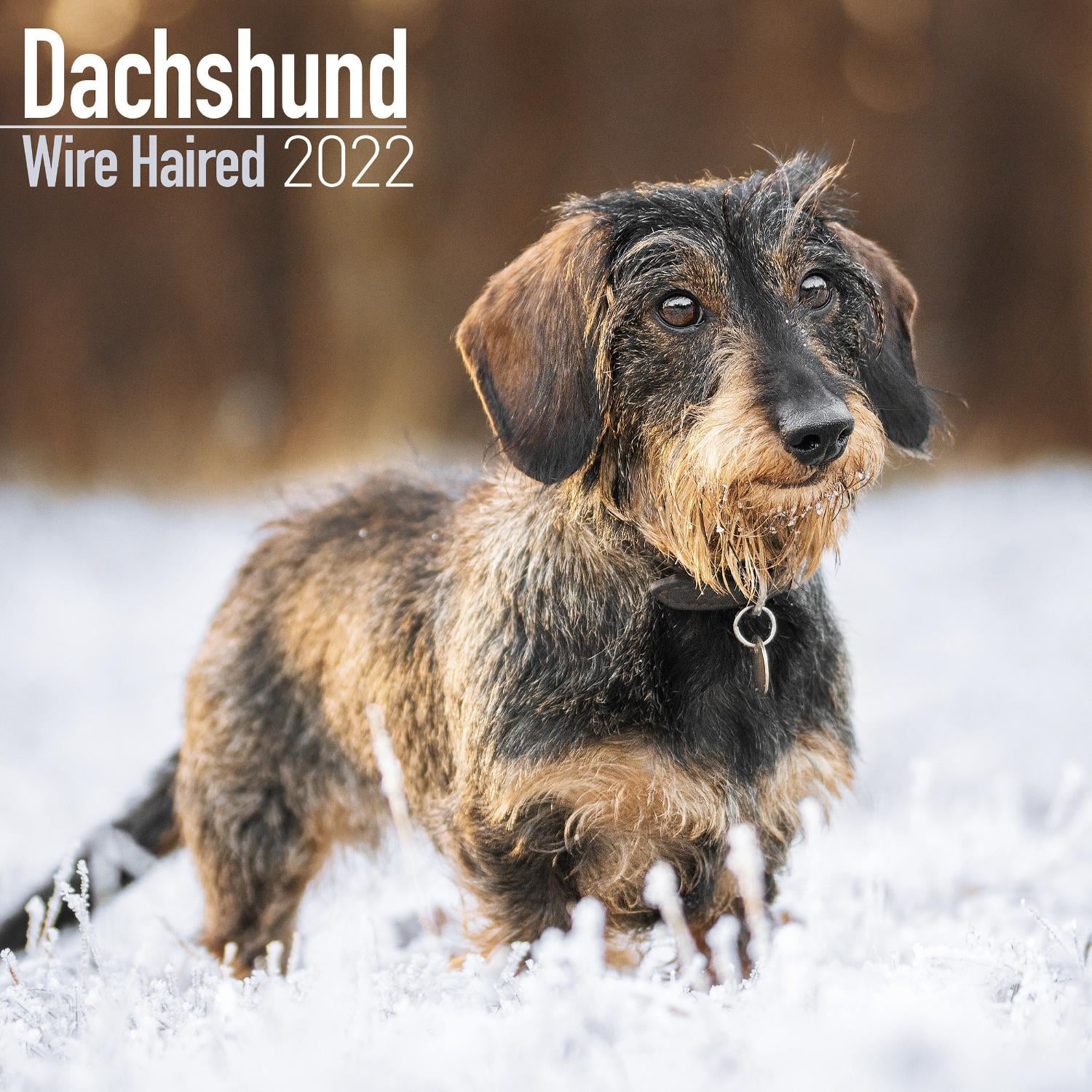 Dachshund Rules 2021 Mini Wall Calendar Dog Breed Calendar 