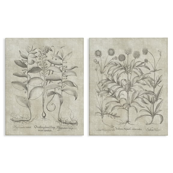 Stupell Industries Soft Botanical Study Plants & Flowers Painting Wrapped Canvas Art Print Wall Art, 16 x 20, Set of 2