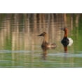 thumbnail image 2 of Archer, Ken 24x17 Gold Ornate Wood Framed with Double Matting Museum Art Print Titled - Canvasback pair, 2 of 4