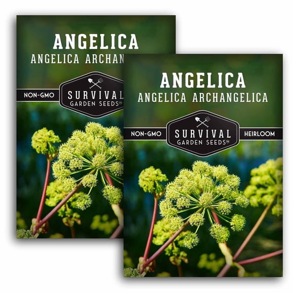 Angelica Seeds -Biennial Full Sun Medicinal Herb - 2 Packs