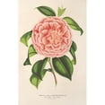 thumbnail image 3 of Charles Antoine Lemaire 11x14 Black Modern Framed Museum Art Print Titled - Camellia Countess Pasolini (1854-1896), 3 of 5