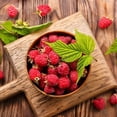 thumbnail image 4 of 3 Raspberry Plants Live, Sweet Raspberry Bush Live Plants, Well-Rooted 5-8 Inch Height, Raspberry Shrub Outdoor, No Pot (Red Raspberry), 4 of 6