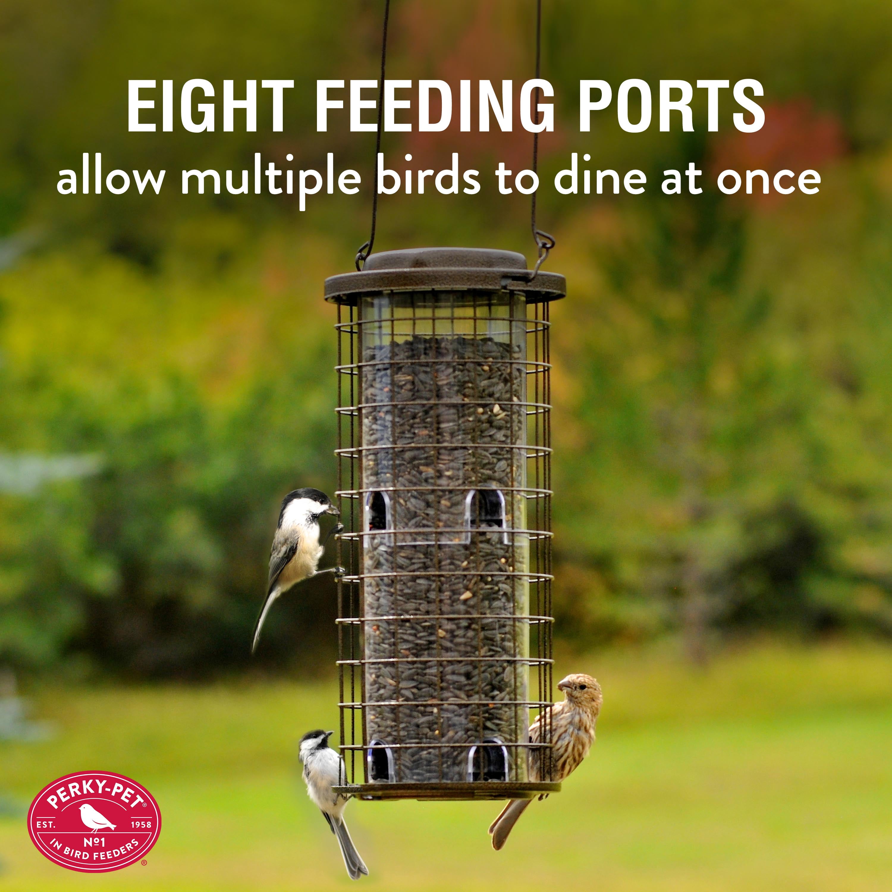 Perky-Pet 3 lb Squirrel Stumper Wild Bird Feeder