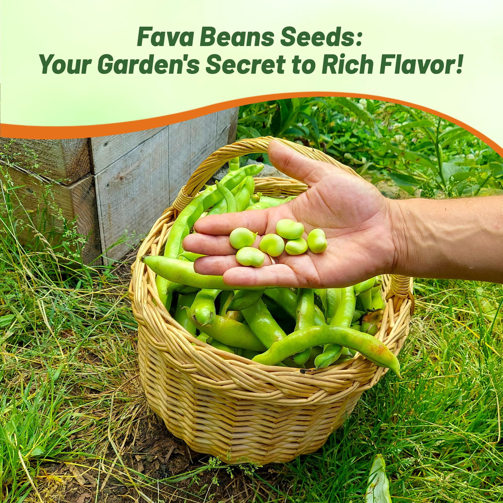 Outsidepride Annual Fava Beans Seeds - 10 lbs. High-Protein Forage Legume Seed for Soil Health Improvement, Erosion Control Support, Pollinator Attraction, Cover Crop, Hay, & Deer Food Plots
