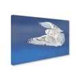 thumbnail image 2 of Jim Cumming 'Flight Of The Snowy Snowy Owl' Canvas Art, 2 of 3