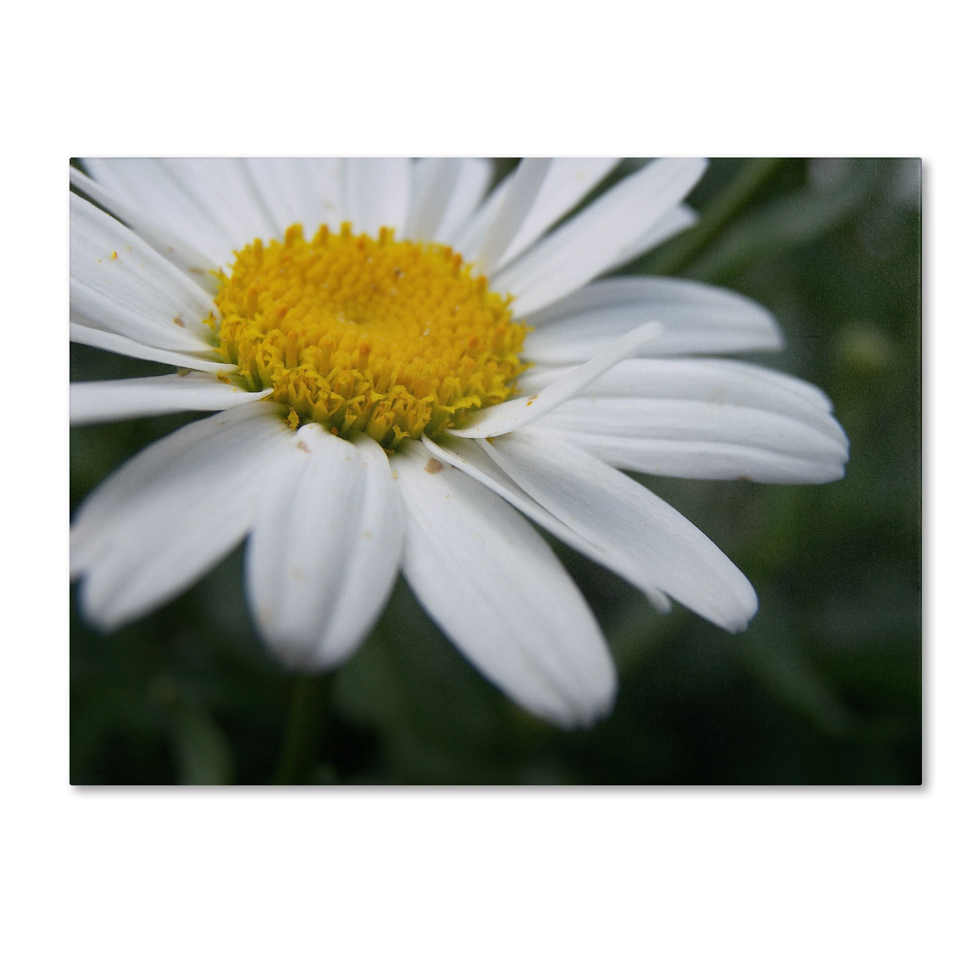 Trademark Fine Art "Simplistic" Canvas Art by Monica Fleet