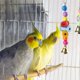 thumbnail image 2 of Parrot Bird Educational Toy Bird Cage Colorful Climbing Standing Rings for Macaws and Similar Sized Pet Birds, 2 of 5