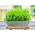 4 Ounce Cat Grass MMF7 Seeds Hard Red Wheat Wheatgrass Non GMO