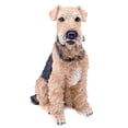 thumbnail image 1 of Hi-Line Gift Ltd Airedale Dog Statue, 1 of 2