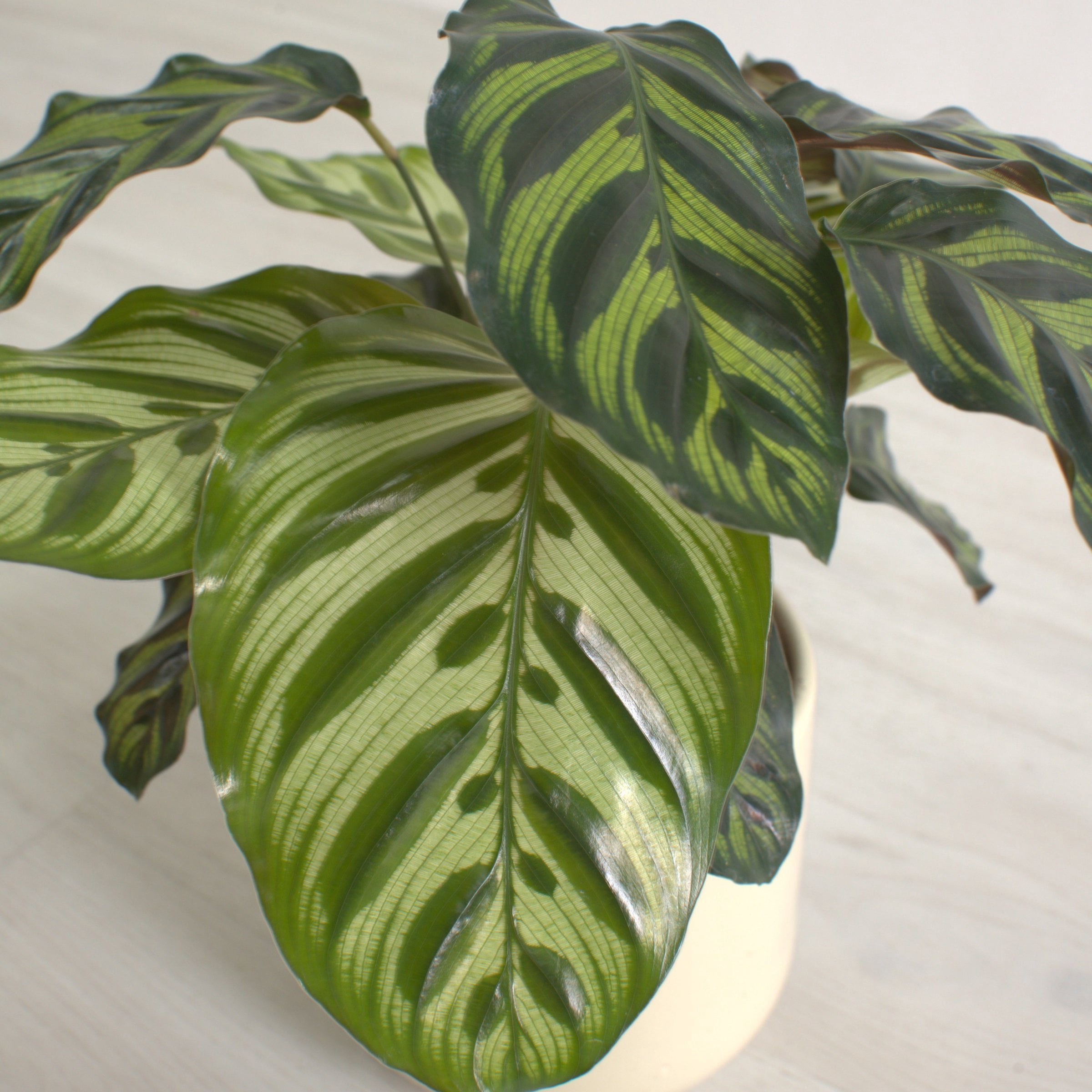 6 in. Calathea Makoyana Plant in Grower Container