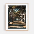 thumbnail image 2 of Cypress Tree Tunnel, Point Reyes 01 - Point Reyes Station California Photography Nature Forest Scenic Landscape Travel Poster Unframed Wall Art Print 22 x 28 inches, 2 of 13