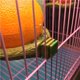 thumbnail image 2 of Alimentador De Copa De Pájaro Con Forma De Fruta Creativa, Comedero Para Jardín, Cuencos Para Beber Para Mascotas Para Pájaros Scienceny PT000781-00, 2 of 6