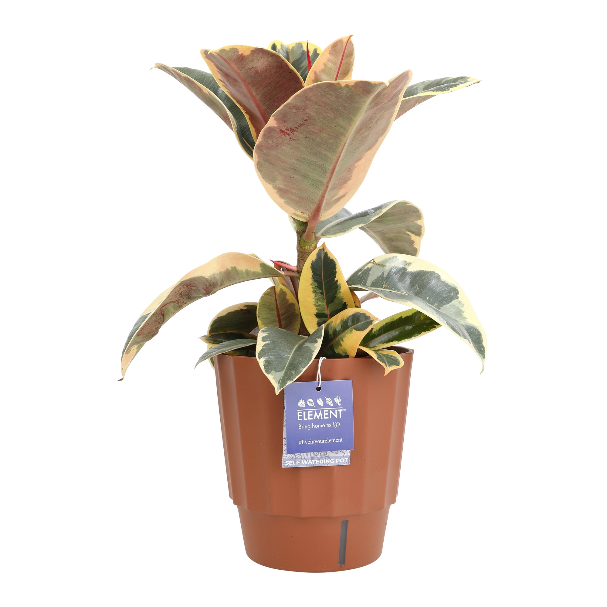 Element by Altman Plants 6in Rubber Tree Ficus Tineke Plant in H20 Self  Watering Pot - Walmart.com