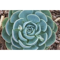 Succulent Seeds Mix - 60  Seeds - Echeveria Species Mix - Ships from Iowa, USA - Grow Exotic Succulent Cacti