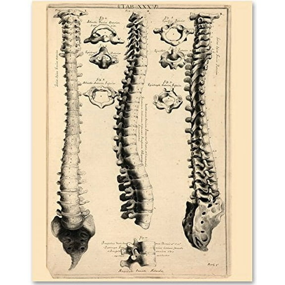 Spinal Column - 11x14 Unframed Art Print - Great Gift for Medical and Nursing Students