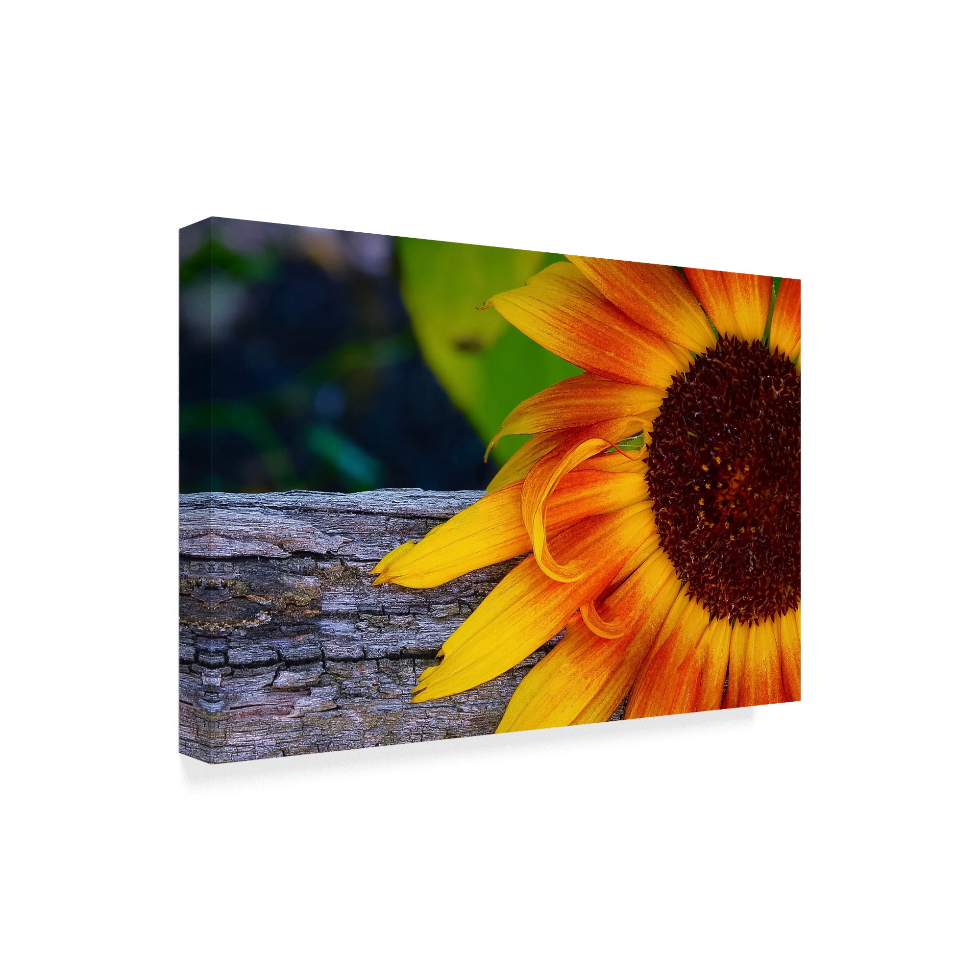 Trademark Fine Art 'Sunflower Close Up' Canvas Art by American School