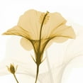 thumbnail image 2 of Koetsier, Albert 15x15 White Modern Wood Framed Museum Art Print Titled - Orange Hibiscus Wave, 2 of 4