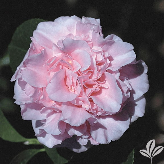 2 King's Ransom Camellia in 4 inch pot *Cold and Heat Sensitive* Cannot Ship Out of the USA