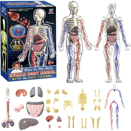 Clear Human Body Structure Model - 29-Piece Set, Removable Organs Bones & Transparent, DIY Assembled Human Torso Organ Model, 3D Human Body Skeleton Model for Anatomy