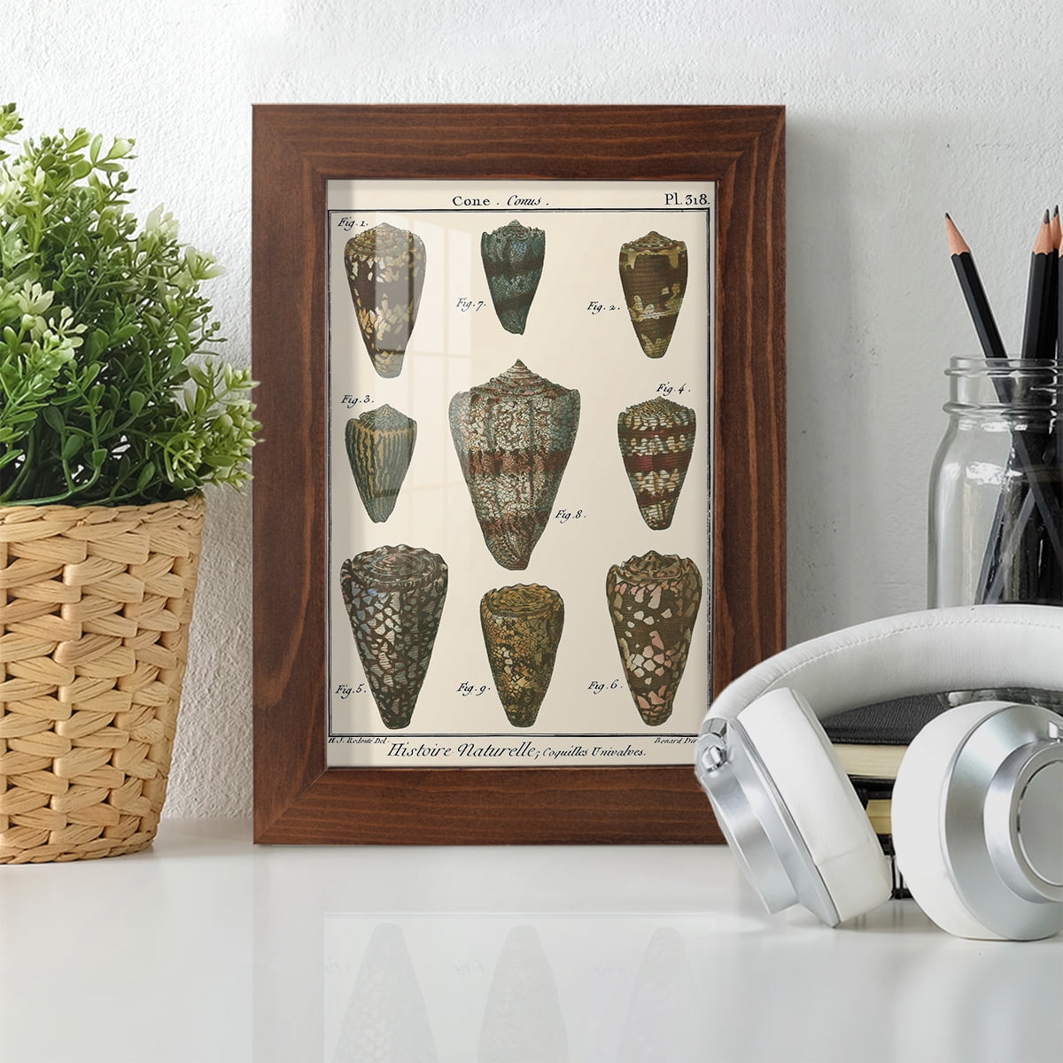 Cone Shell pl. 318 -Framed Print w/glass-Chestnut