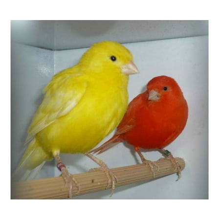 NEW SUPER BIRD MELODY SONG CANARY TRAINING CD MY BEST (Best American Accent Training)