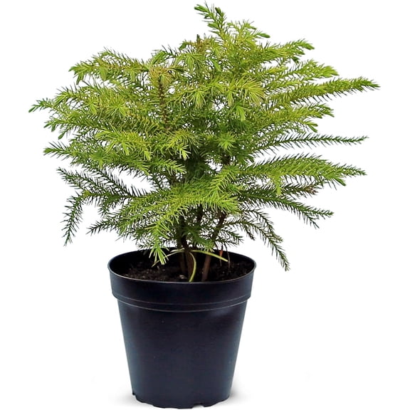 Live Norfolk Island Pine, Christmas Tree, Star Pine, Office Gift, Housewarming Gift, Thank You Gift, Air Purifying Plant, Birthday Gift, Office Gift in 4" Pot