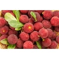 thumbnail image 5 of 25 Seeds STRAWBERRY TREE Edible Red Berry Tree Arbutus Unedo Seeds Irish Killarney, 5 of 11