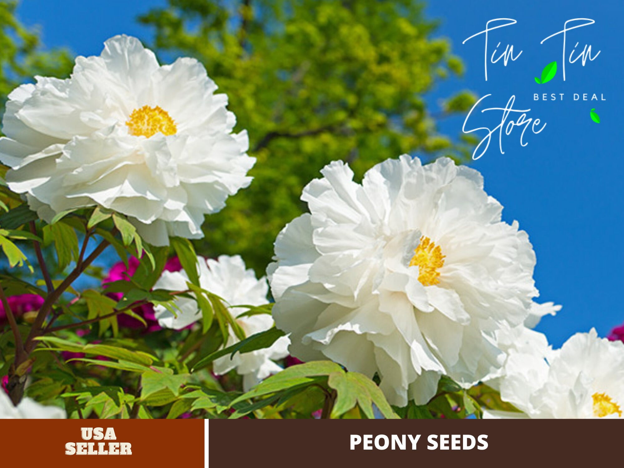 10 Seeds Renkaku Tree Peony Flower Seeds For Planting In The Garden Perennial Plant B051 8063