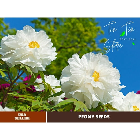 10  Seeds| Renkaku Tree Peony Flower Seeds for planting in the garden- perennial plant #B051 [BUY 3 GET 1 FREE ]