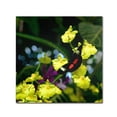 thumbnail image 2 of Trademark Fine Art "Doris Longwing Butterfly on Orchid" Canvas Art by Kurt Shaffer, 2 of 4
