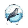 thumbnail image 5 of cartoon Seal Theme Stickers, Waterproof Seal Theme Sticker for Water Bottle Laptop Phone Cases Planner Skateboard Luggage Helmet Party Favor Decor, Ideal for Adults Teens Teacher Rewards, 5 of 9