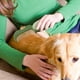 thumbnail image 4 of Cepillo Para El Aseo De Perros Y Gatos Herramienta Suave Para Eliminar El Pelo Uso En Interiores Peine De Plástico Para Mascotas Para Eliminar El Pelo, 4 of 4