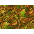 thumbnail image 1 of Ahgly Company Machine Washable Indoor Rectangle Transitional Tomato Red Area Rugs, 2' x 3', 1 of 7